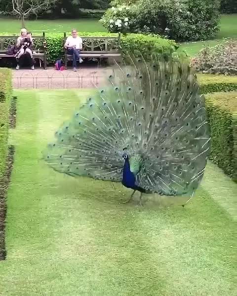 73 Koleksi Gambar Burung Merak Keren Gratis