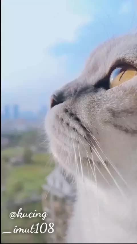 kucingsedih videos on Likee Mobile