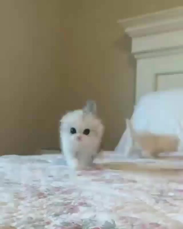 mini tubidy
