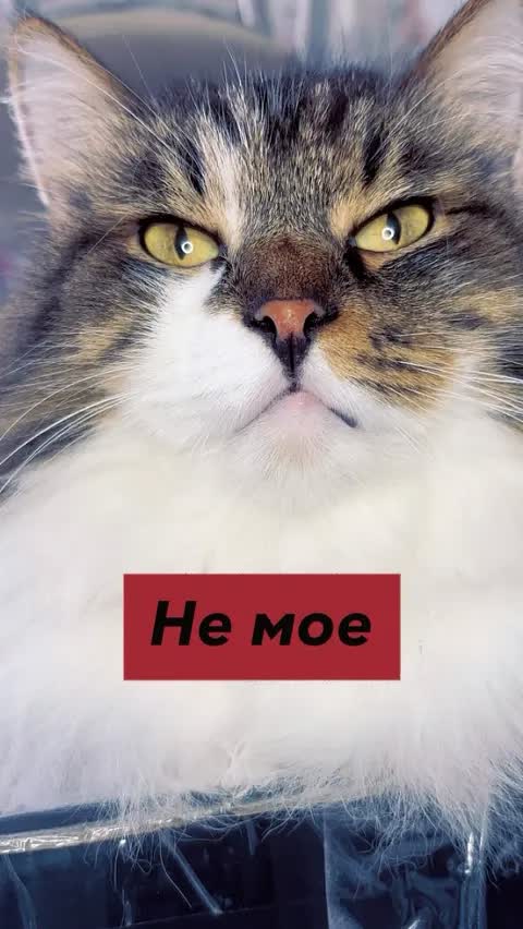 Не мое