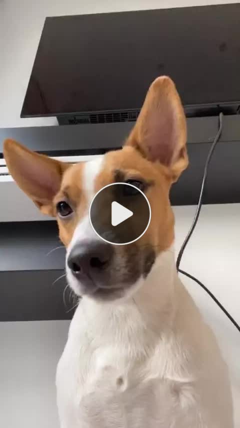 Собака литвина