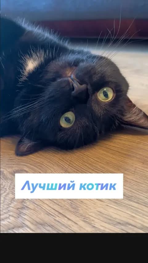 Лучший котик 