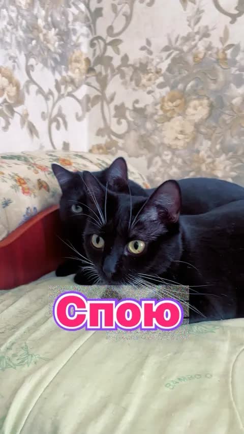 Спою