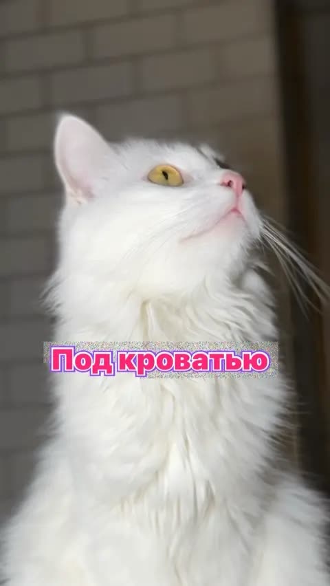 Под кроватью 