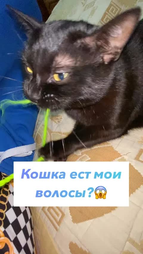 Кошка ест мои волосы?😱