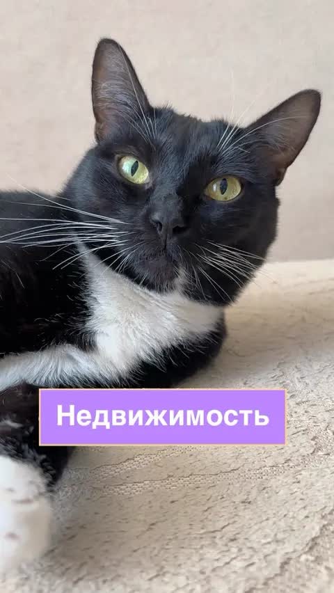 Недвижимость