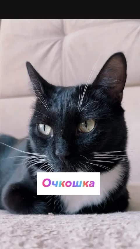 Очкошка