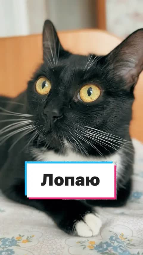 Лопаю 