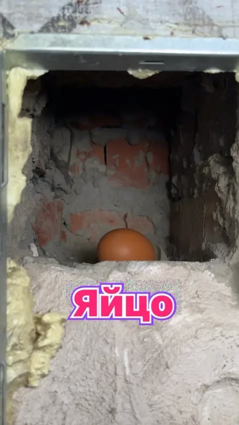 Яйцо
