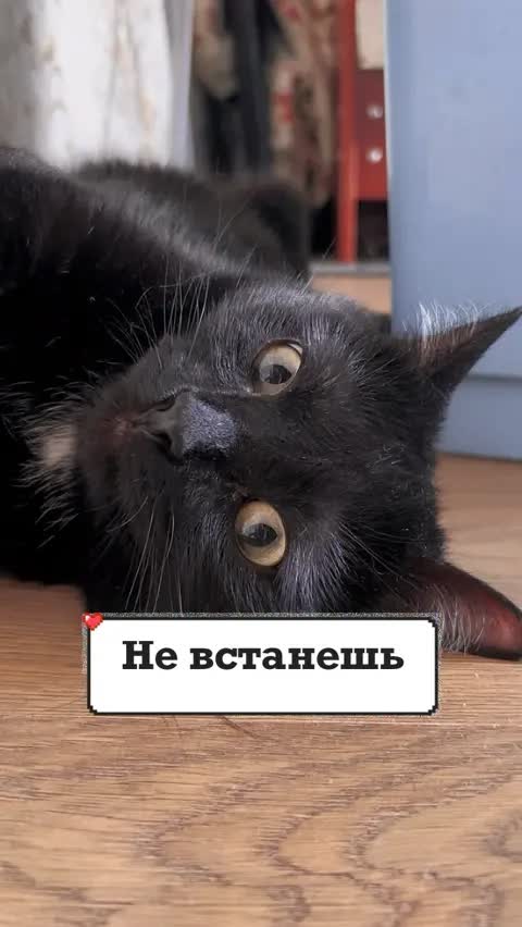 Не встанешь