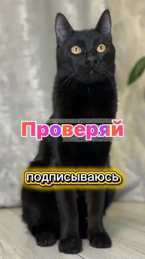 Проверяй