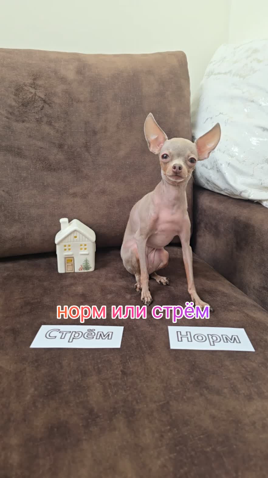 норм или стрём