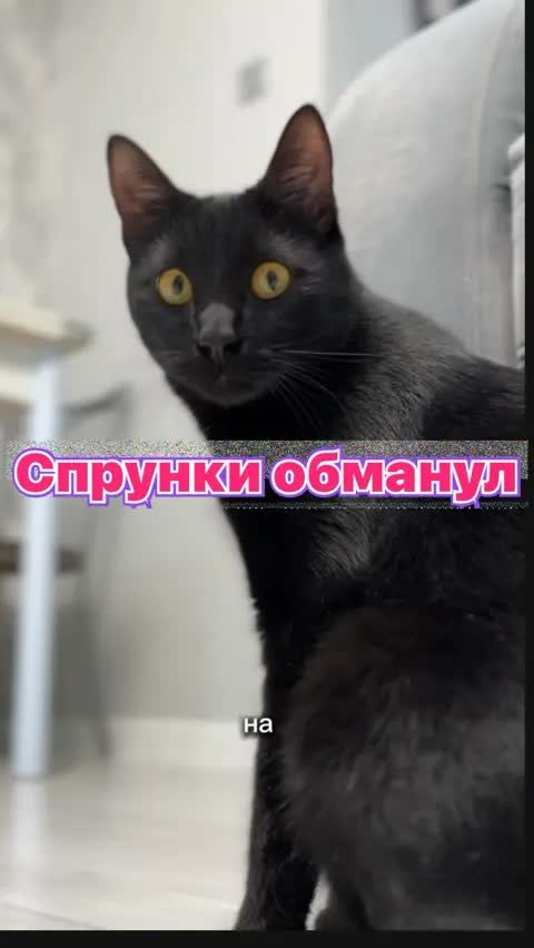 Спрунки обманул