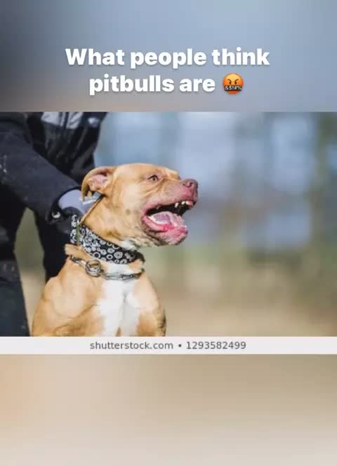 leepu and pitbull full episodes videos